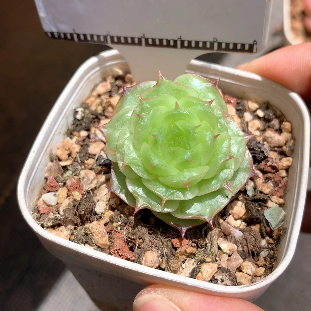 麦秆优选福利58包邮