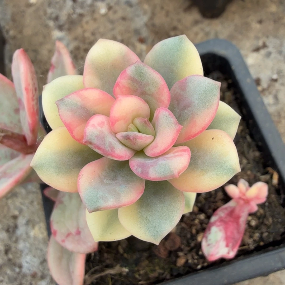 花单锦腹轮锦无替品