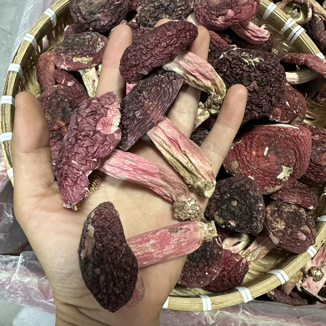 福建龙岩精品红菇蓝底灰肉深山正红菇