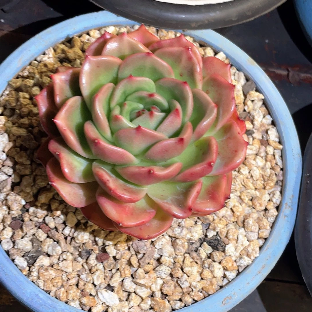 ****କ多肉植物一物一拍