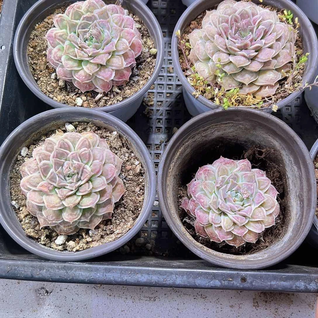 留才19包邮多肉植物