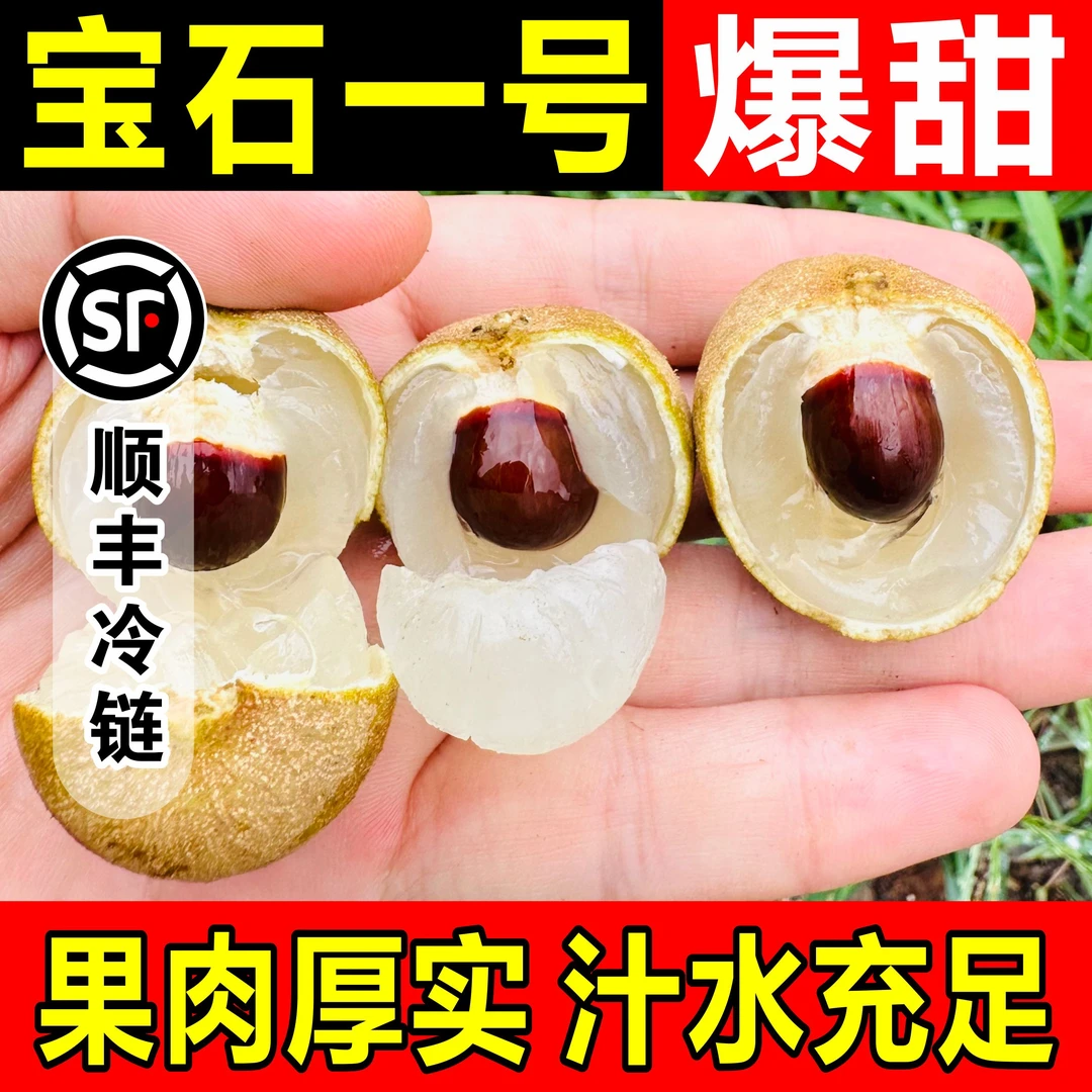 【川渝京东】泸州桂圆百年老树正宗张坝桂圆石硖龙眼储良新鲜现摘