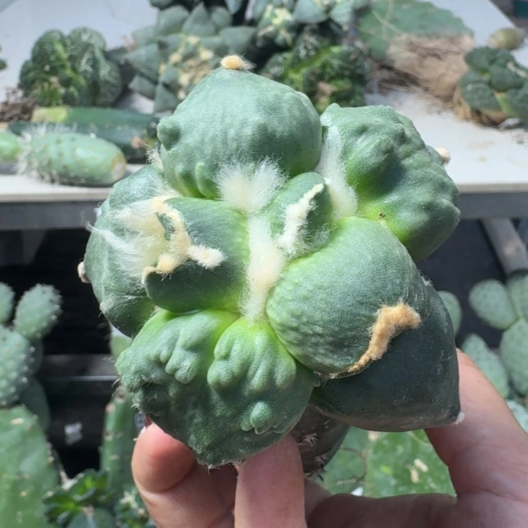 【闪购商品】无花朵大型蛋怒