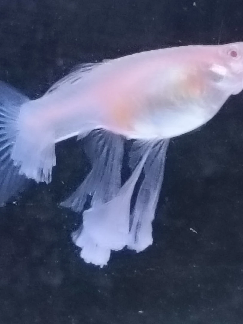 自己家饲养的蓝白绣球亚成鱼，种鱼都有多少钱一对的都有。