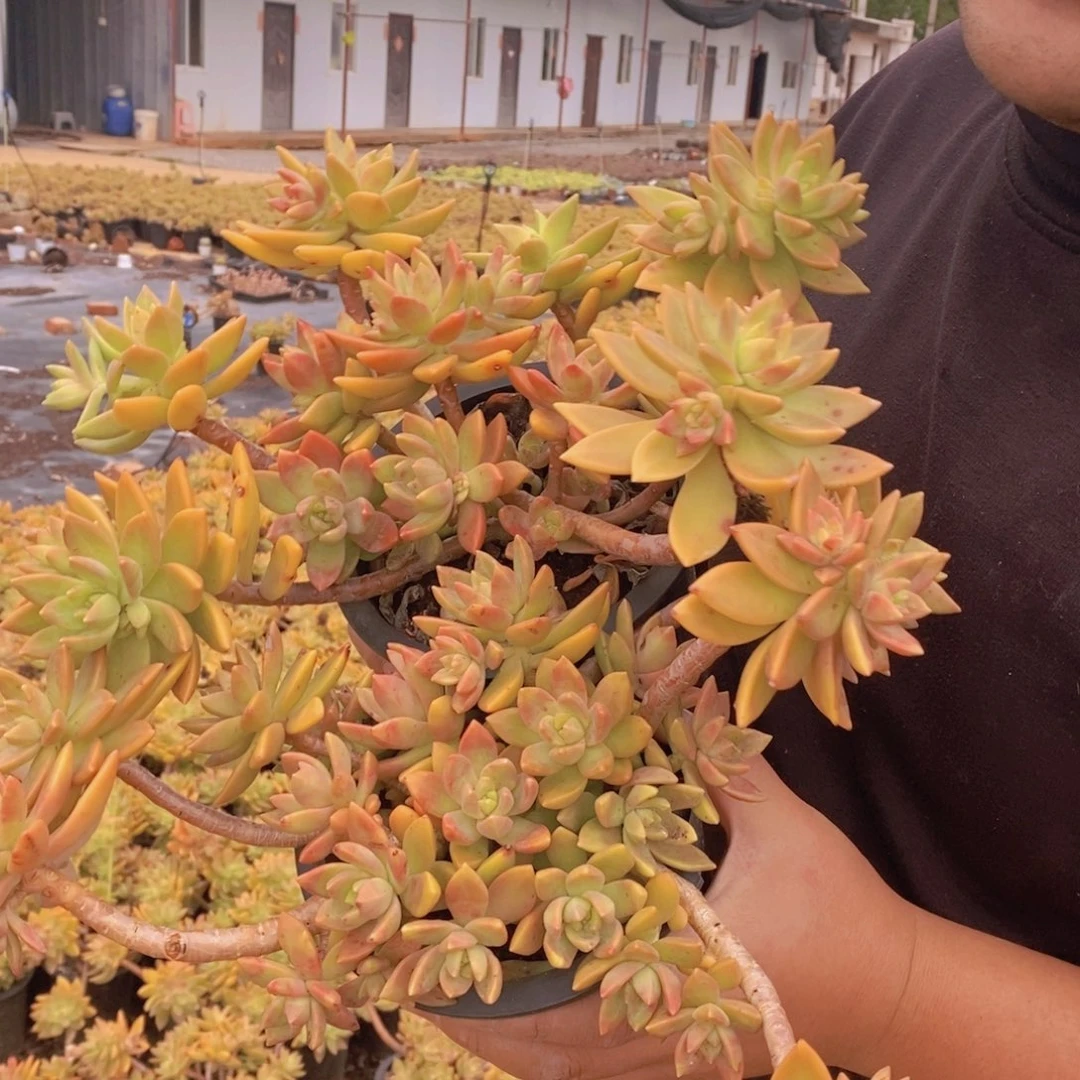 黄金布丁大盆整桩两盆