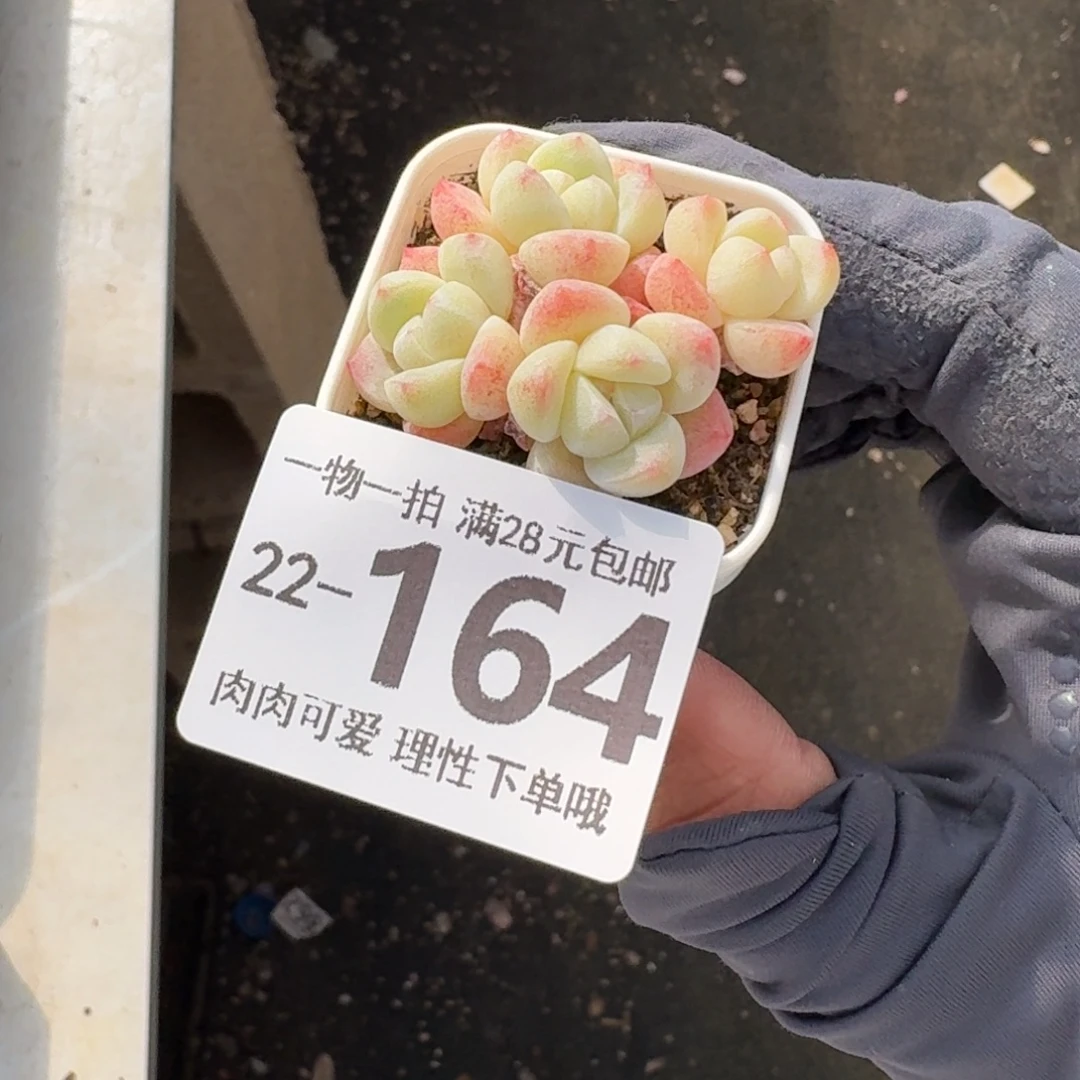 冰玉无盆土发货无盆