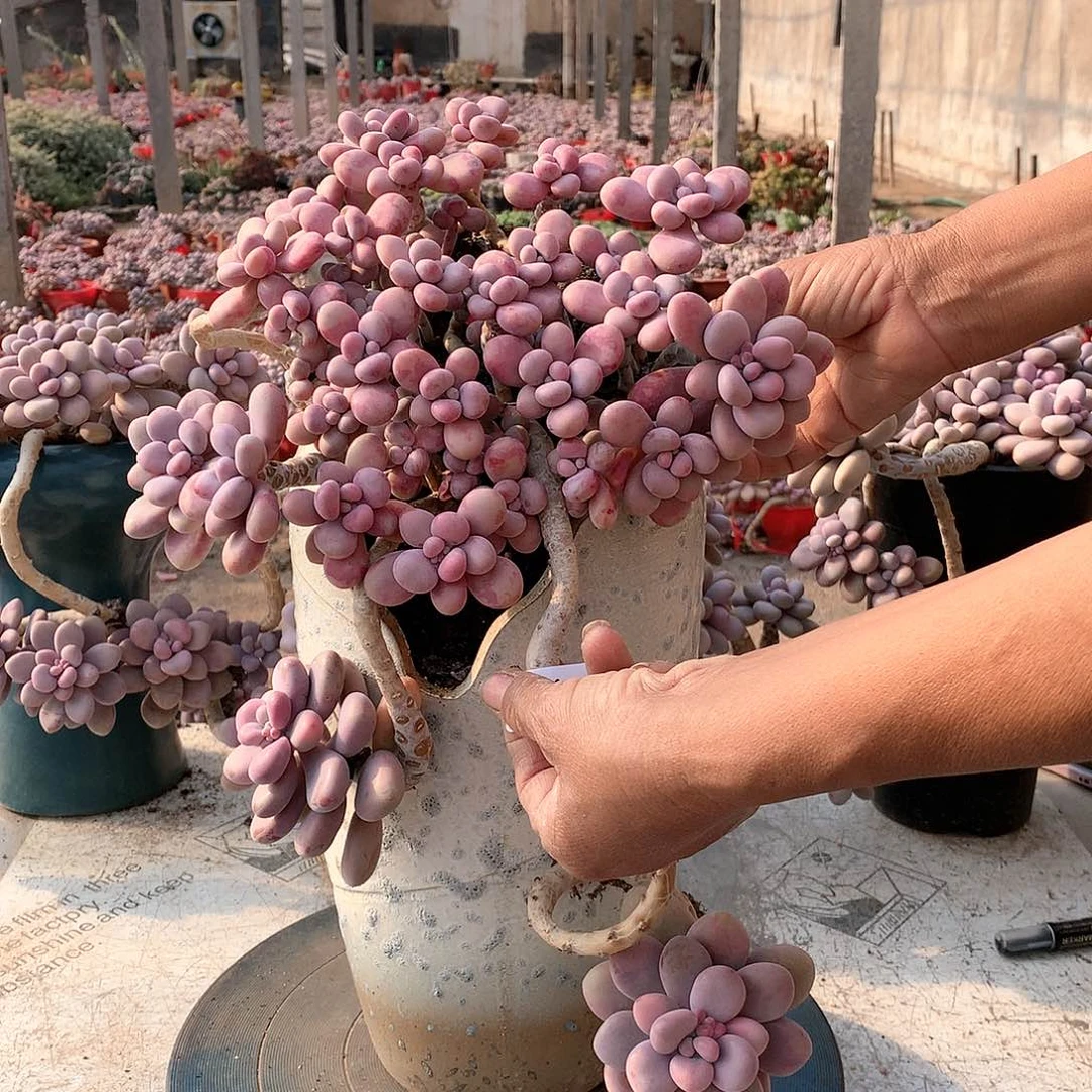 24一物一拍桃蛋老桩不带盆