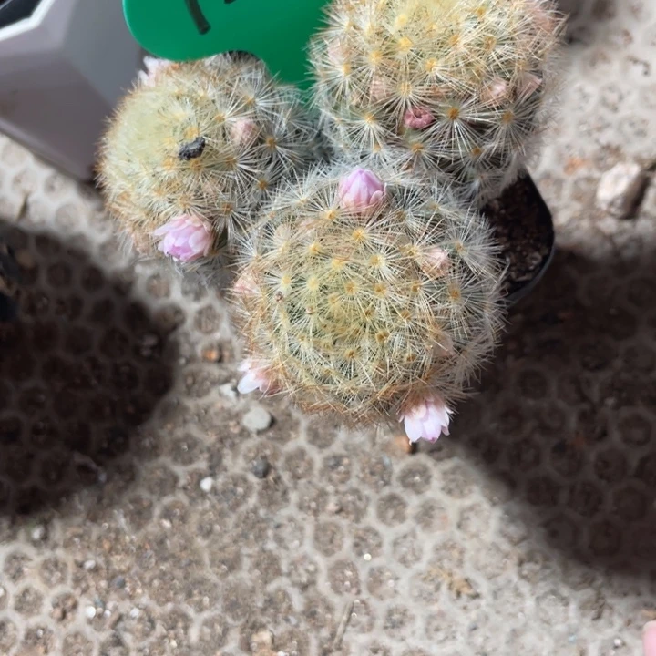 失***猫实生三头嘉文丸带盆