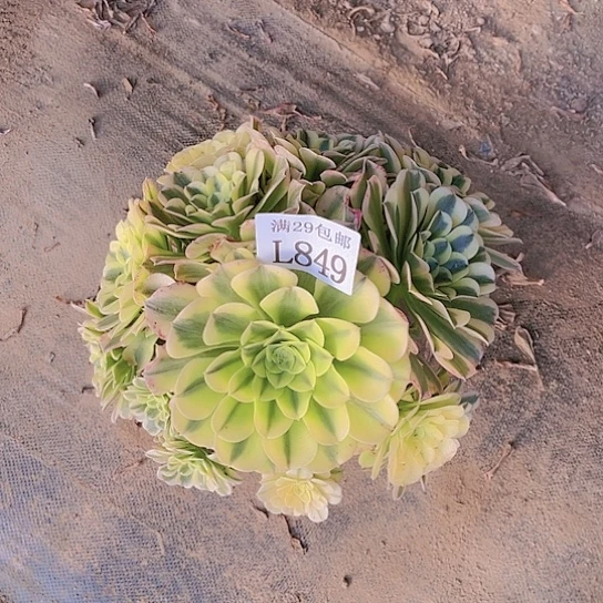 849绿豆沙多肉植物