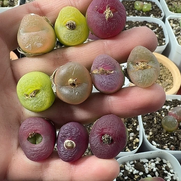 老马生石花毛毛1234