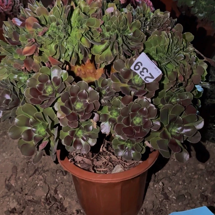 239多肉植物不售后