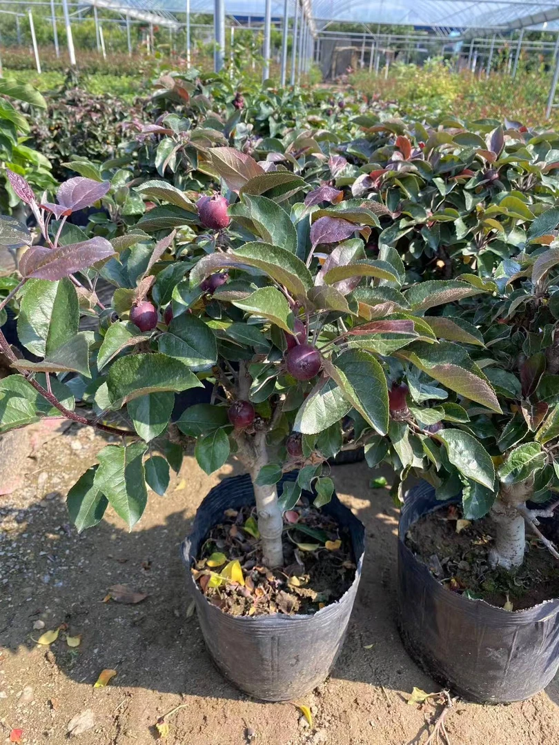 高端定制盆景（一物一拍）拍多大，发多大