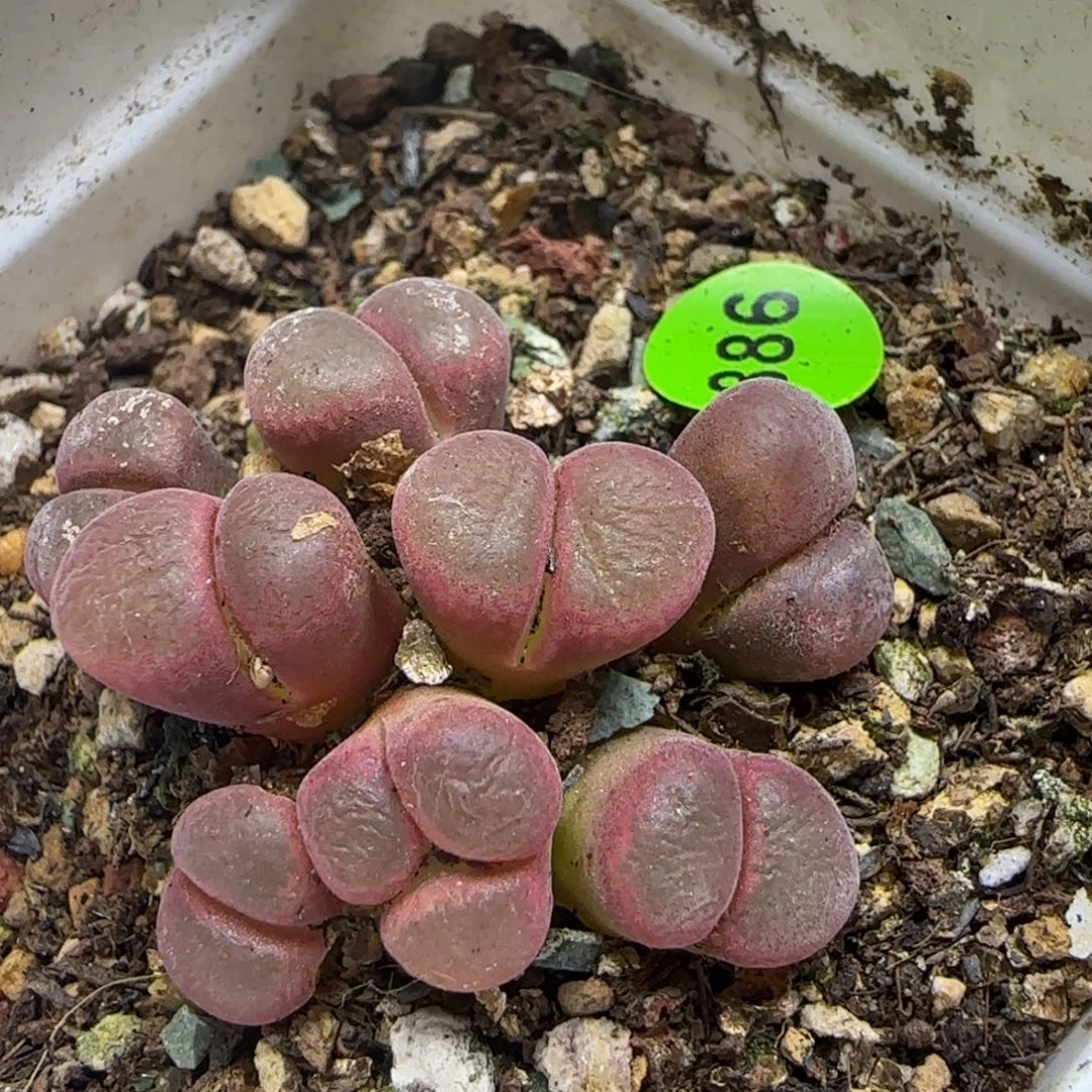 粉红风铃群八头多肉植物886