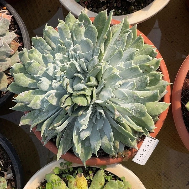 我****p福利浦西多头10438