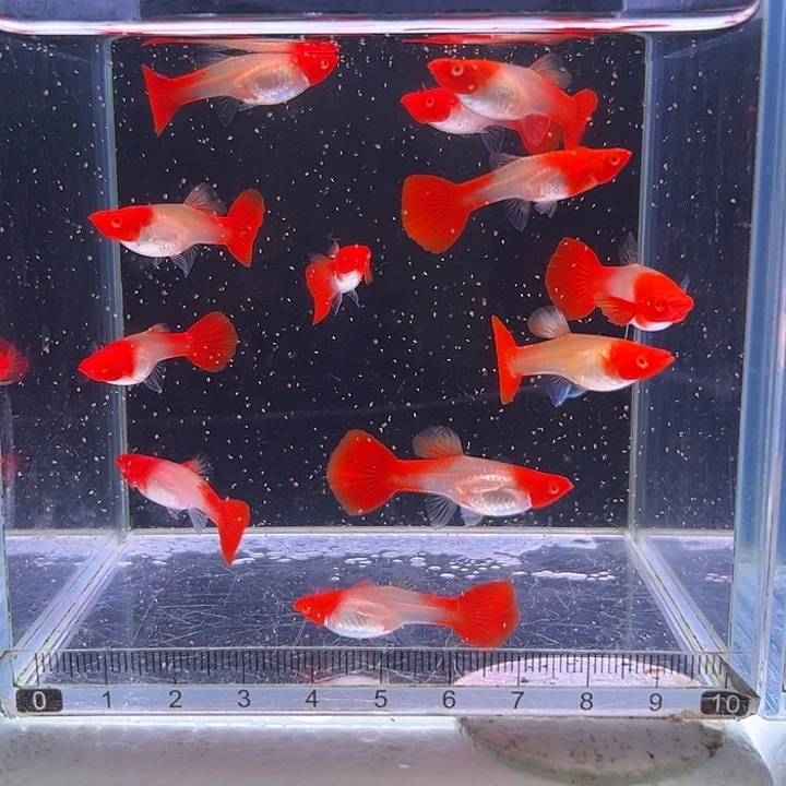 孔雀鱼红头12母全母