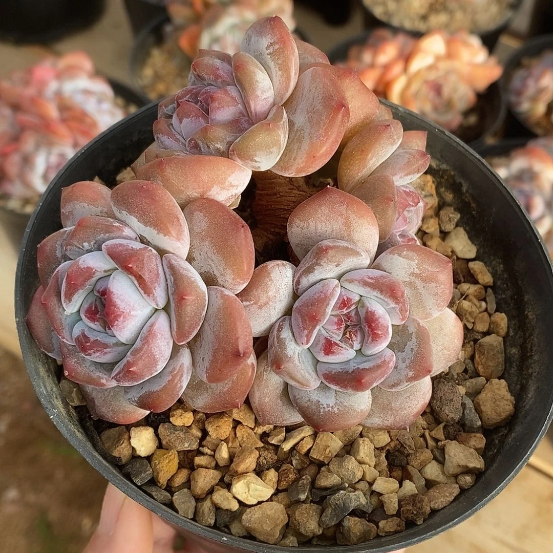 五头短肥圆紫心胖体