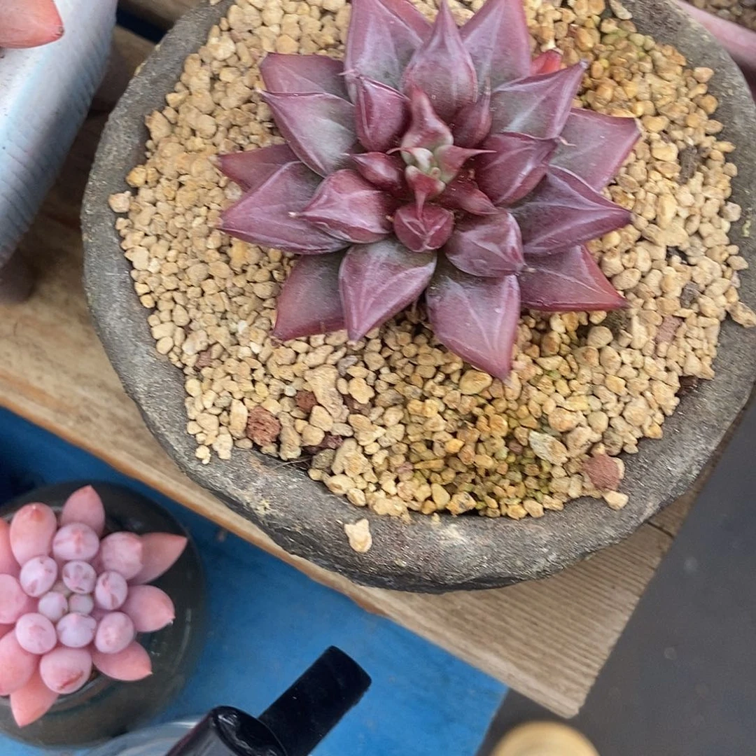 美人系杂交母本一物一拍