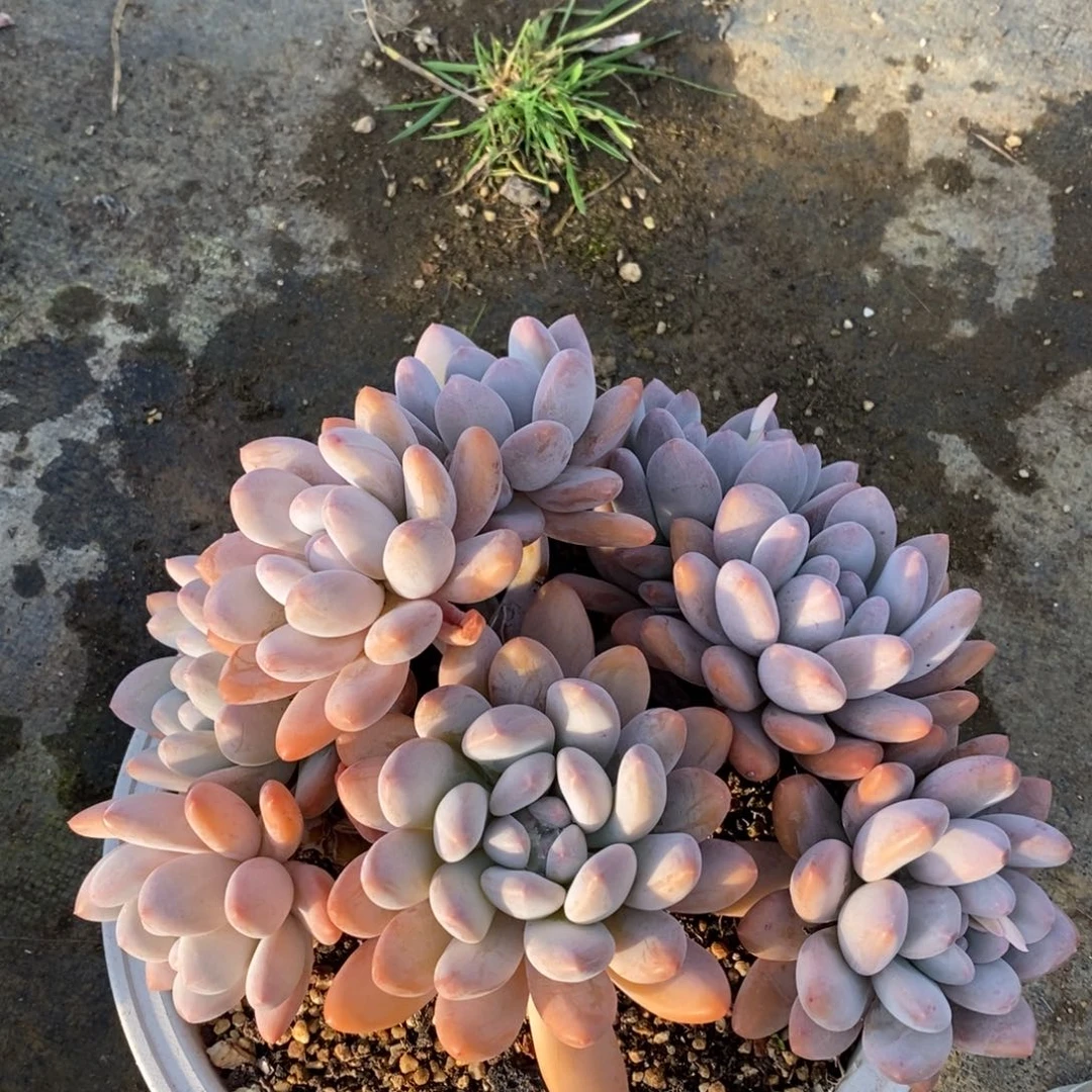 自助下单一物一拍多肉，下滑链接品种更多选择