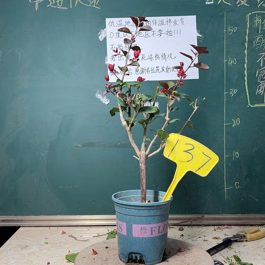 完全开放红芽紫 137