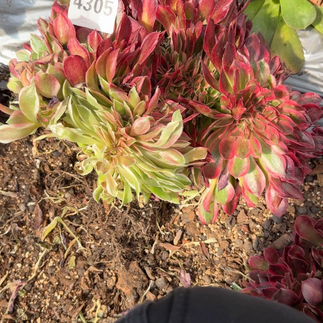 嗯4305 号法师多肉植物特价