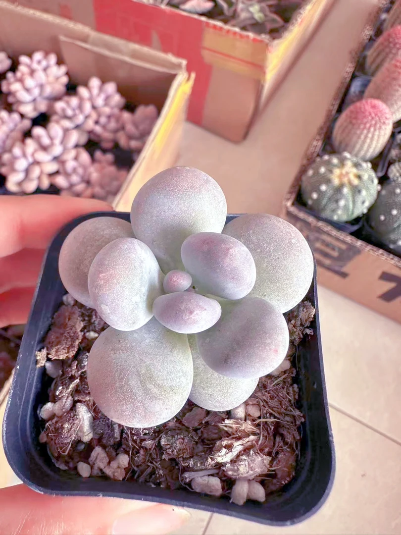 奶酪多肉植物（满9.9元包邮发货）