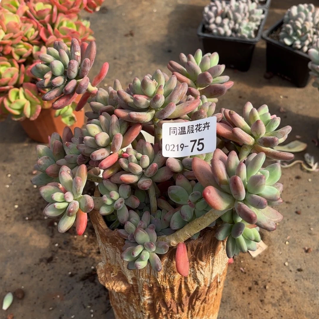 同温层多肉75苹果奶