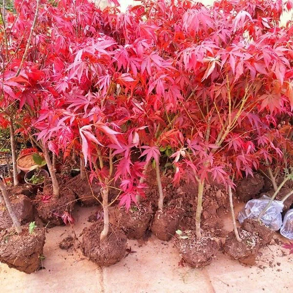 红枫树苗日本红枫红舞姬中国红枫庭院别墅道路绿化美国红四季盆栽