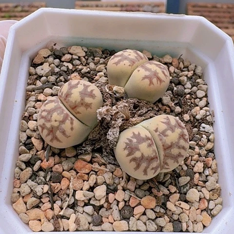 2184丽虹群生带盆发货母本