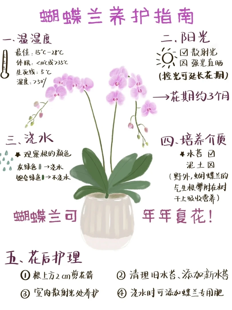 蝴蝶兰黄金甲桌面花