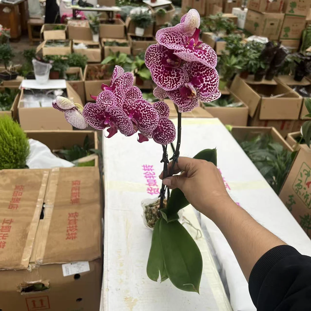 奇妙空间蝴蝶兰室内种植观赏盆栽