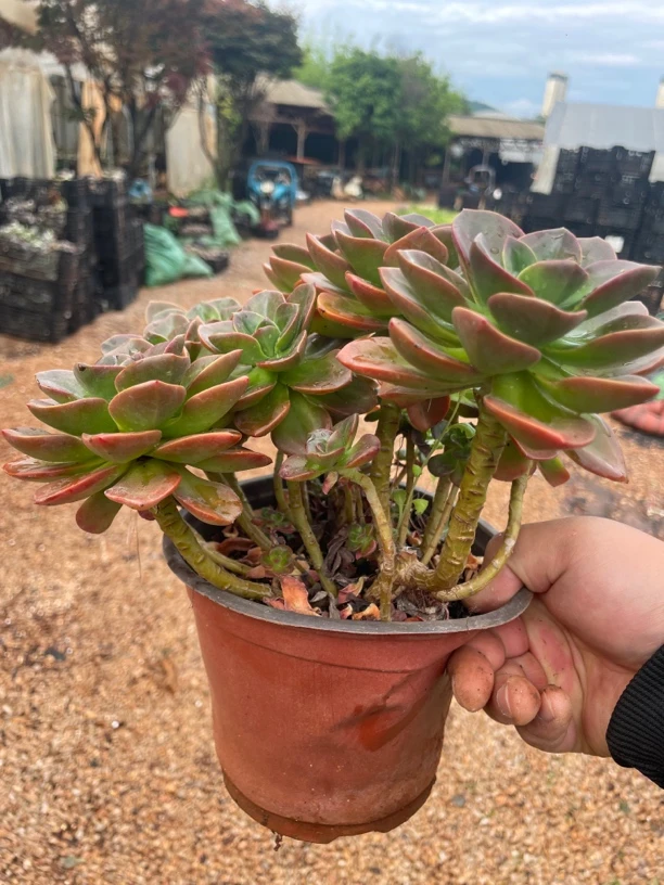 巧克力波妞精品多肉植物