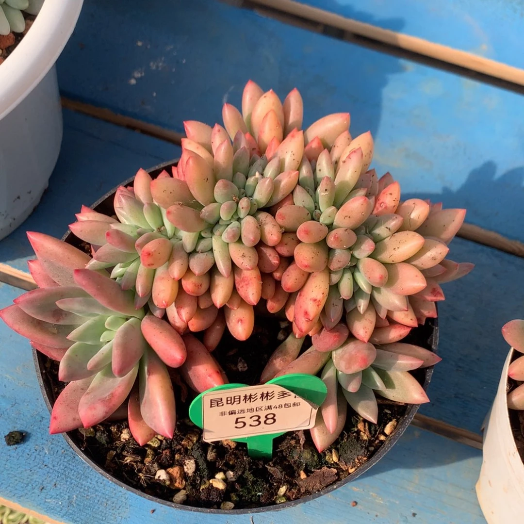 简*桃花源缀化无砍寄养538