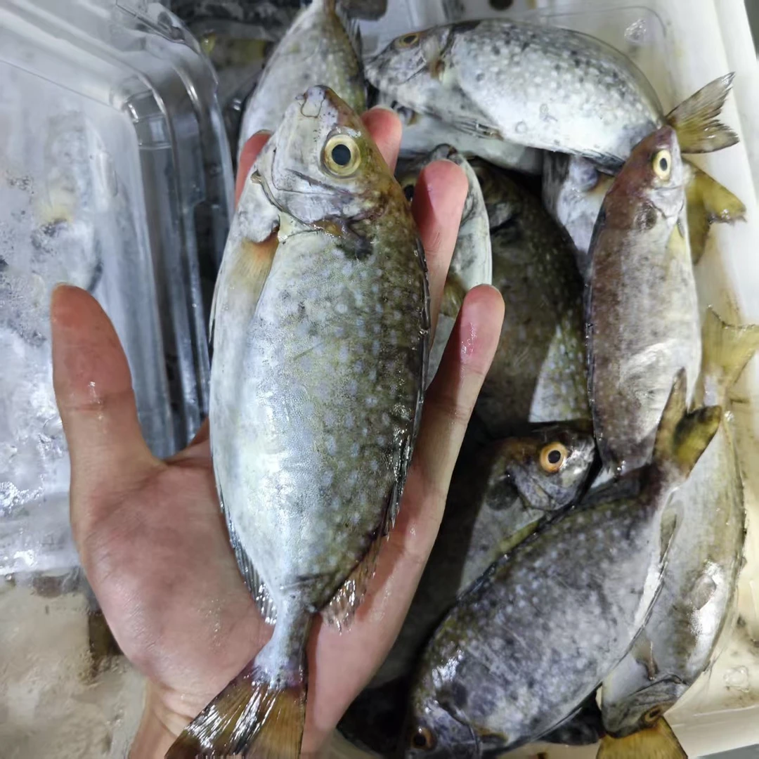 【上街弟海鲜】天然泥猛鱼/新鲜/肉质鲜甜/紧实