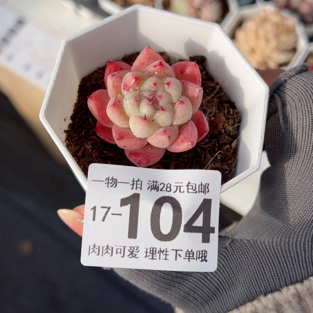 如梦令，多肉多肉多肉多肉多肉