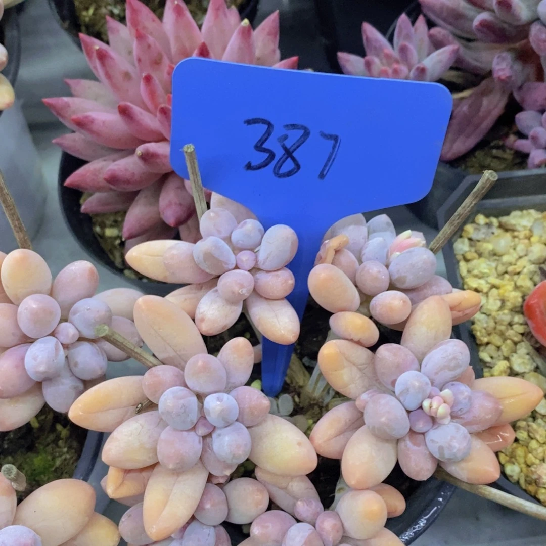 开心多肉，首播2场，一单包邮