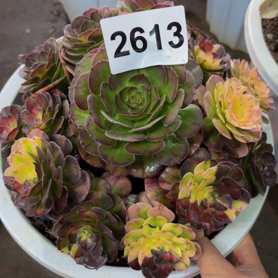 2613多肉植物海王七彩