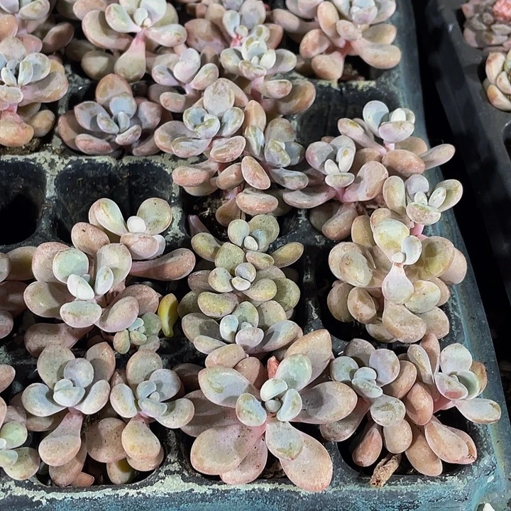 小粉兔1元带土发货