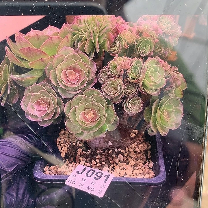 沙拉碗缀化 下 一物一拍 9.12号以后发