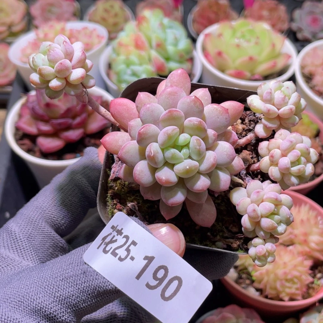 花利美25-190珍珠豆