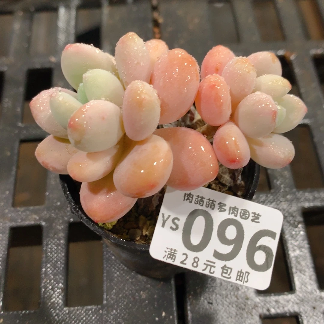 肉萌萌拇指盆精控多肉YS096