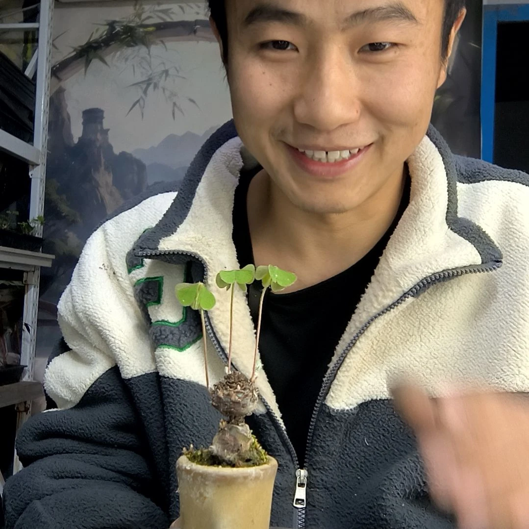 薀***魜中青园艺一物一拍281