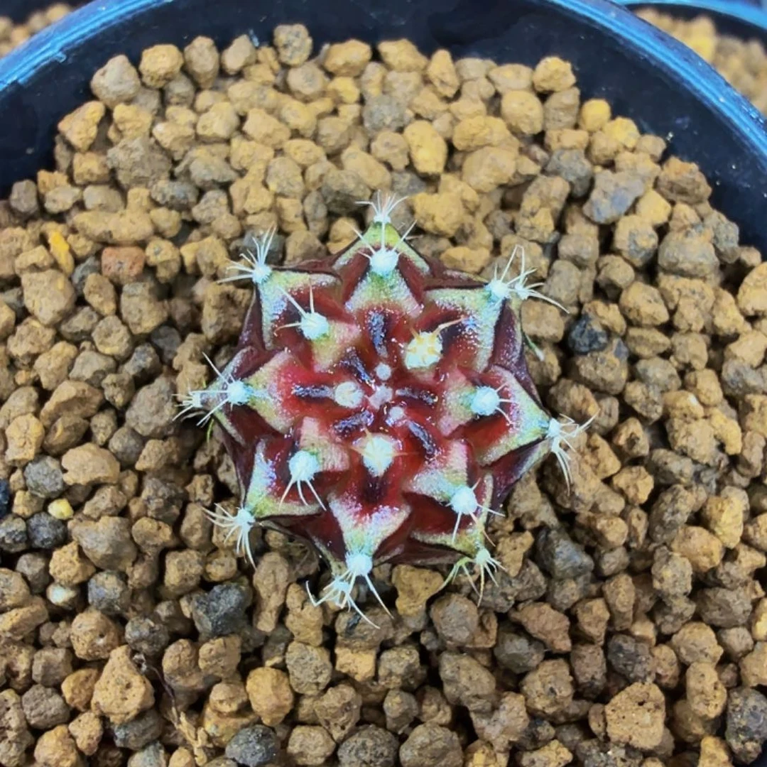 当前无花朵，栽培后可花朵