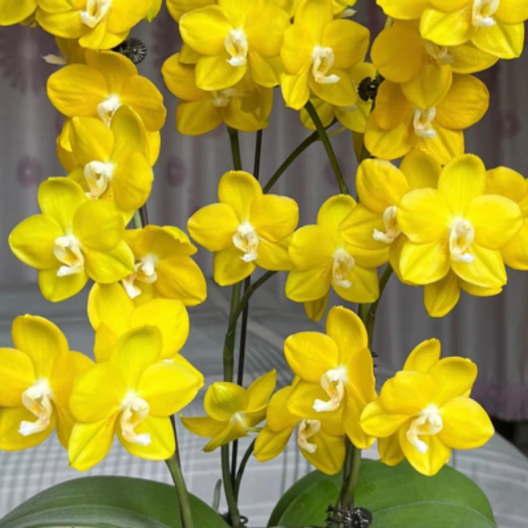 【聚缘溪】【福利】两颗吉祥如意蝴蝶兰双剑 3.0杯临近春节不包售后