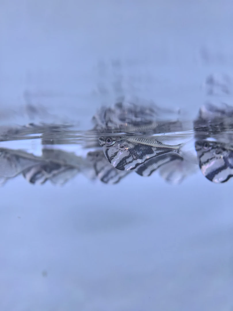 众鑫水族【野生】 阴阳燕子 云石燕子 上层鱼