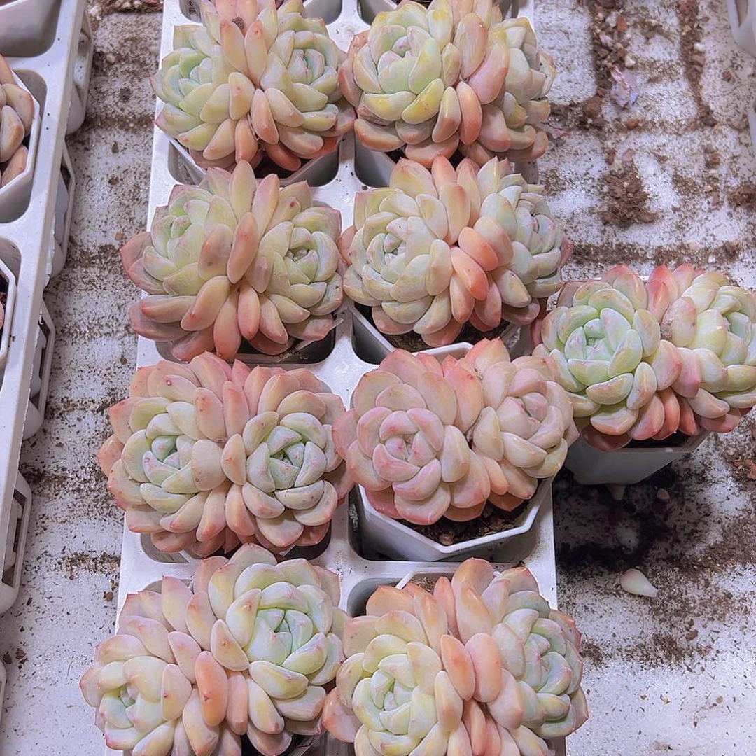 双头冰玉杂19包邮