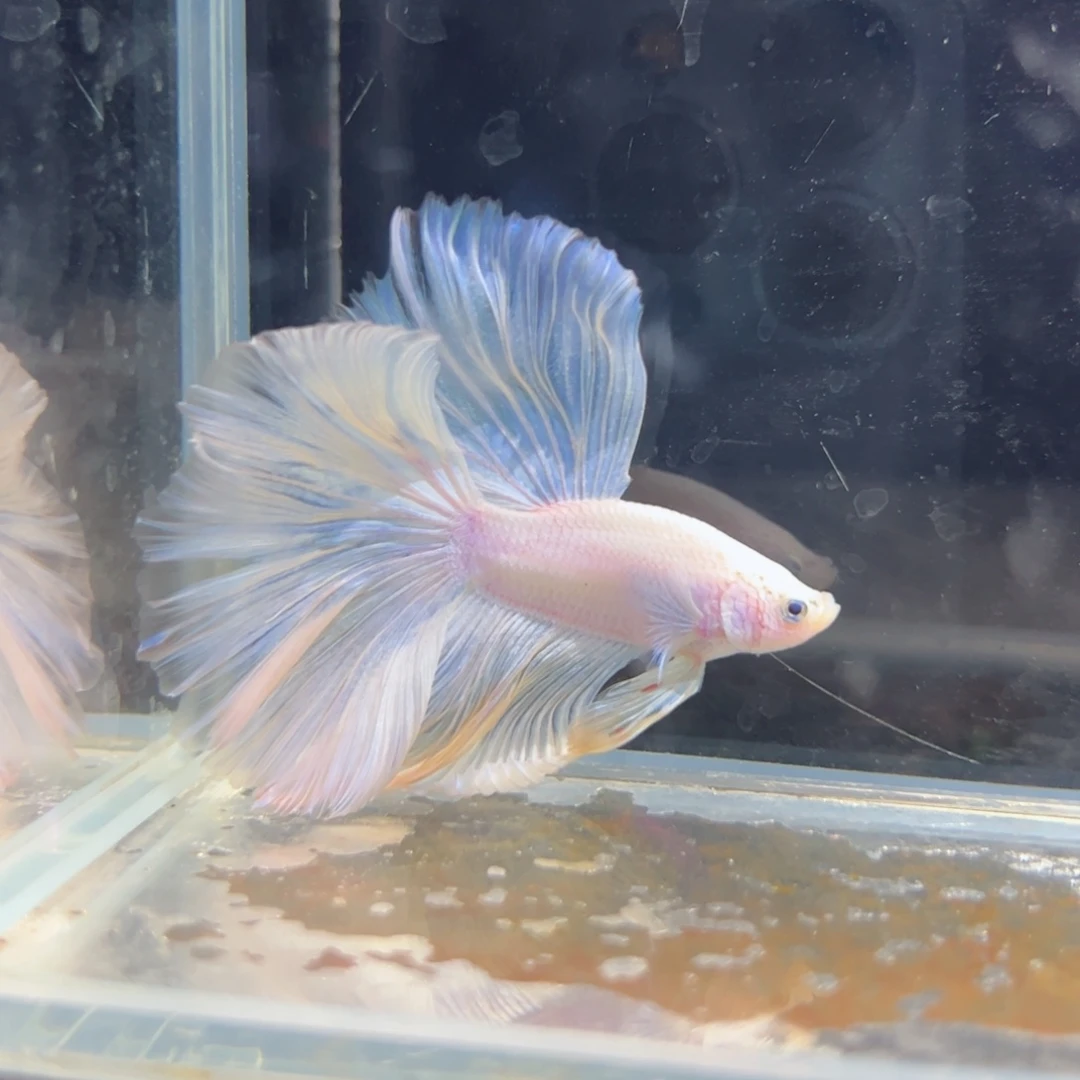 斗鱼浅色特殊尾hhhh