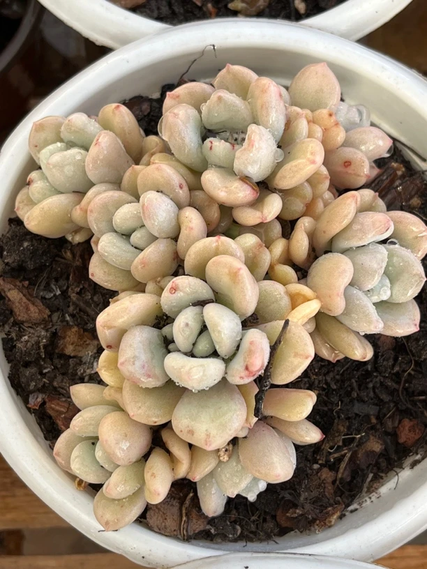 比尔盖茨多肉群生10公分，脱土发货