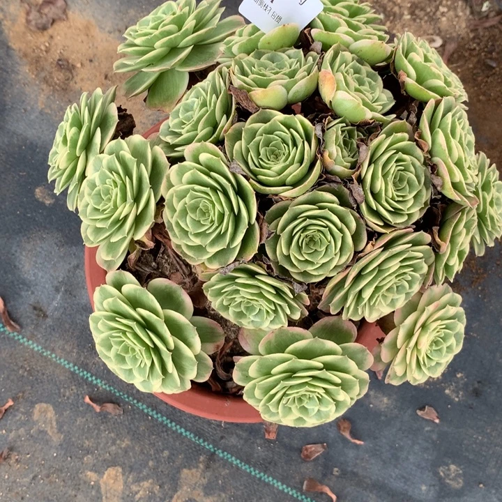 631桃美人多肉植物特价