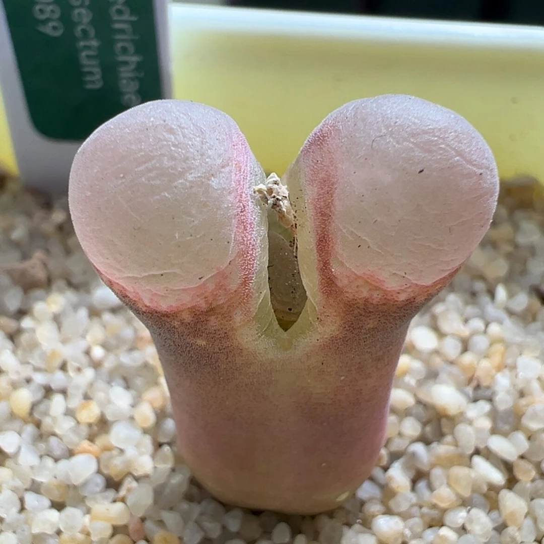 857。青蛙优选1089鲑鱼粉 四年半。内双头