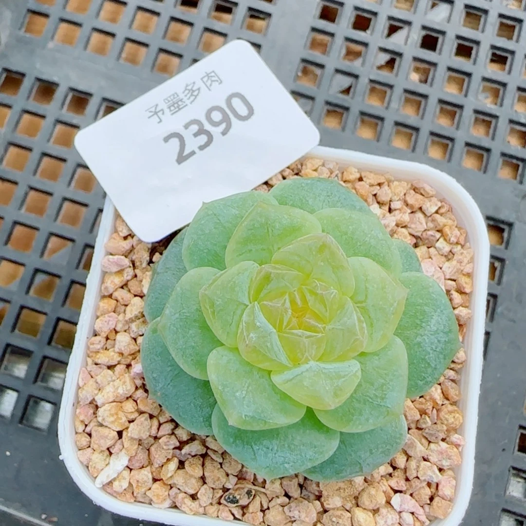 蜜蜡，2390多肉植物